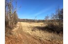 Gibson & Pike Counties, Indiana Farmland - AUCTION IS CANCELED!!
ABSOLUTE LAND AUCTION WITHOUT RESERVE - 204+/- ACRES OFFERED IN 7 TRACTS IN GIBSON & PIKE COUNTIES, INDIANA