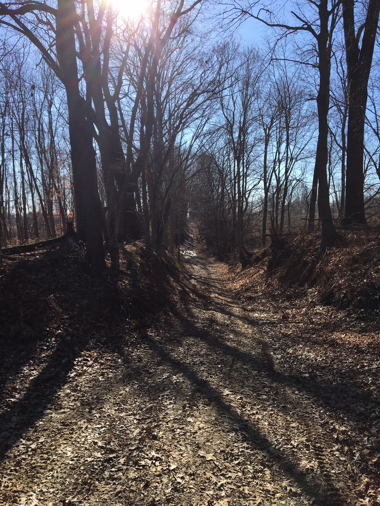 Gibson & Pike Counties, Indiana Woods - AUCTION IS CANCELED!!
ABSOLUTE LAND AUCTION WITHOUT RESERVE - 204+/- ACRES OFFERED IN 7 TRACTS IN GIBSON & PIKE COUNTIES, INDIANA
