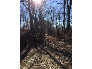 Gibson & Pike Counties, Indiana Woods - AUCTION IS CANCELED!!
ABSOLUTE LAND AUCTION WITHOUT RESERVE - 204+/- ACRES OFFERED IN 7 TRACTS IN GIBSON & PIKE COUNTIES, INDIANA