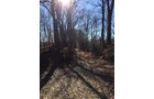 Gibson & Pike Counties, Indiana Woods - AUCTION IS CANCELED!!
ABSOLUTE LAND AUCTION WITHOUT RESERVE - 204+/- ACRES OFFERED IN 7 TRACTS IN GIBSON & PIKE COUNTIES, INDIANA
