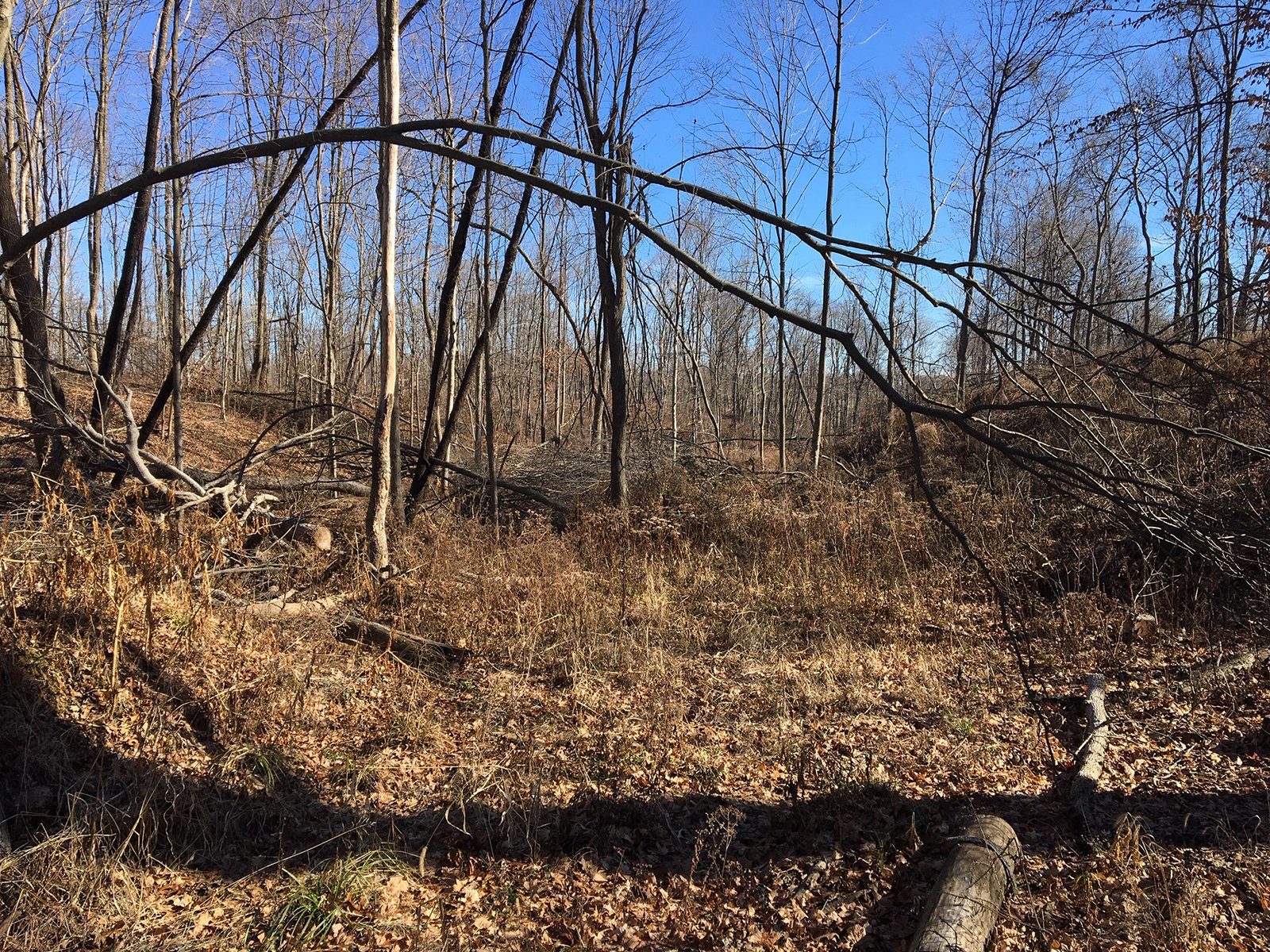 Gibson & Pike Counties, Indiana Woods - AUCTION IS CANCELED!!
ABSOLUTE LAND AUCTION WITHOUT RESERVE - 204+/- ACRES OFFERED IN 7 TRACTS IN GIBSON & PIKE COUNTIES, INDIANA