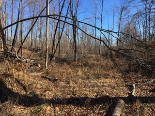 Gibson & Pike Counties, Indiana Woods - AUCTION IS CANCELED!!
ABSOLUTE LAND AUCTION WITHOUT RESERVE - 204+/- ACRES OFFERED IN 7 TRACTS IN GIBSON & PIKE COUNTIES, INDIANA
