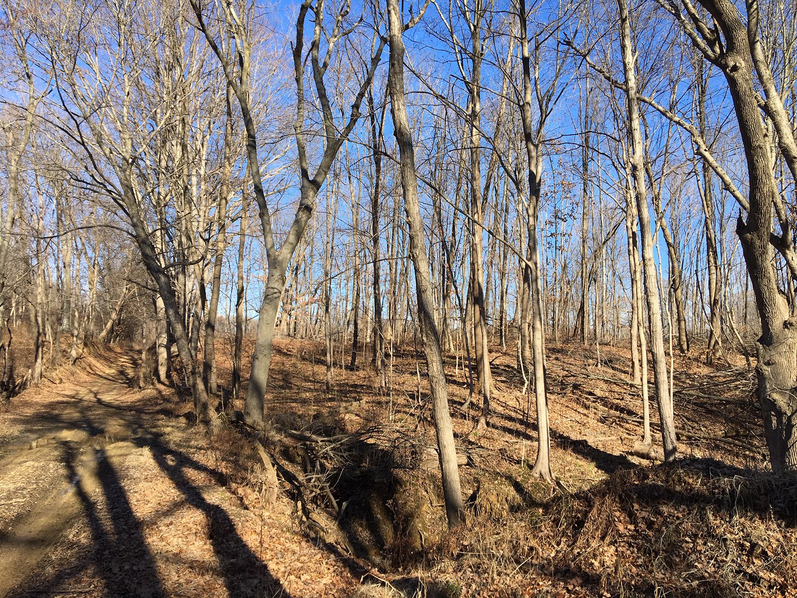 Gibson & Pike Counties, Indiana Woods - AUCTION IS CANCELED!!
ABSOLUTE LAND AUCTION WITHOUT RESERVE - 204+/- ACRES OFFERED IN 7 TRACTS IN GIBSON & PIKE COUNTIES, INDIANA