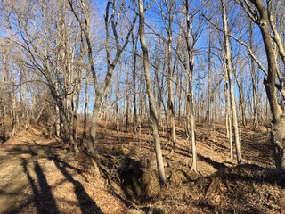 Gibson & Pike Counties, Indiana Woods - AUCTION IS CANCELED!!
ABSOLUTE LAND AUCTION WITHOUT RESERVE - 204+/- ACRES OFFERED IN 7 TRACTS IN GIBSON & PIKE COUNTIES, INDIANA