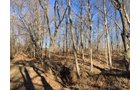 Gibson & Pike Counties, Indiana Woods - AUCTION IS CANCELED!!
ABSOLUTE LAND AUCTION WITHOUT RESERVE - 204+/- ACRES OFFERED IN 7 TRACTS IN GIBSON & PIKE COUNTIES, INDIANA