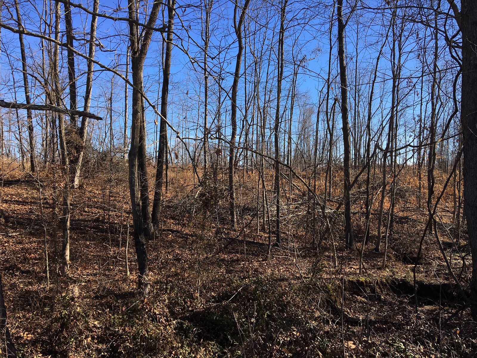 Gibson & Pike Counties, Indiana Woods - AUCTION IS CANCELED!!
ABSOLUTE LAND AUCTION WITHOUT RESERVE - 204+/- ACRES OFFERED IN 7 TRACTS IN GIBSON & PIKE COUNTIES, INDIANA