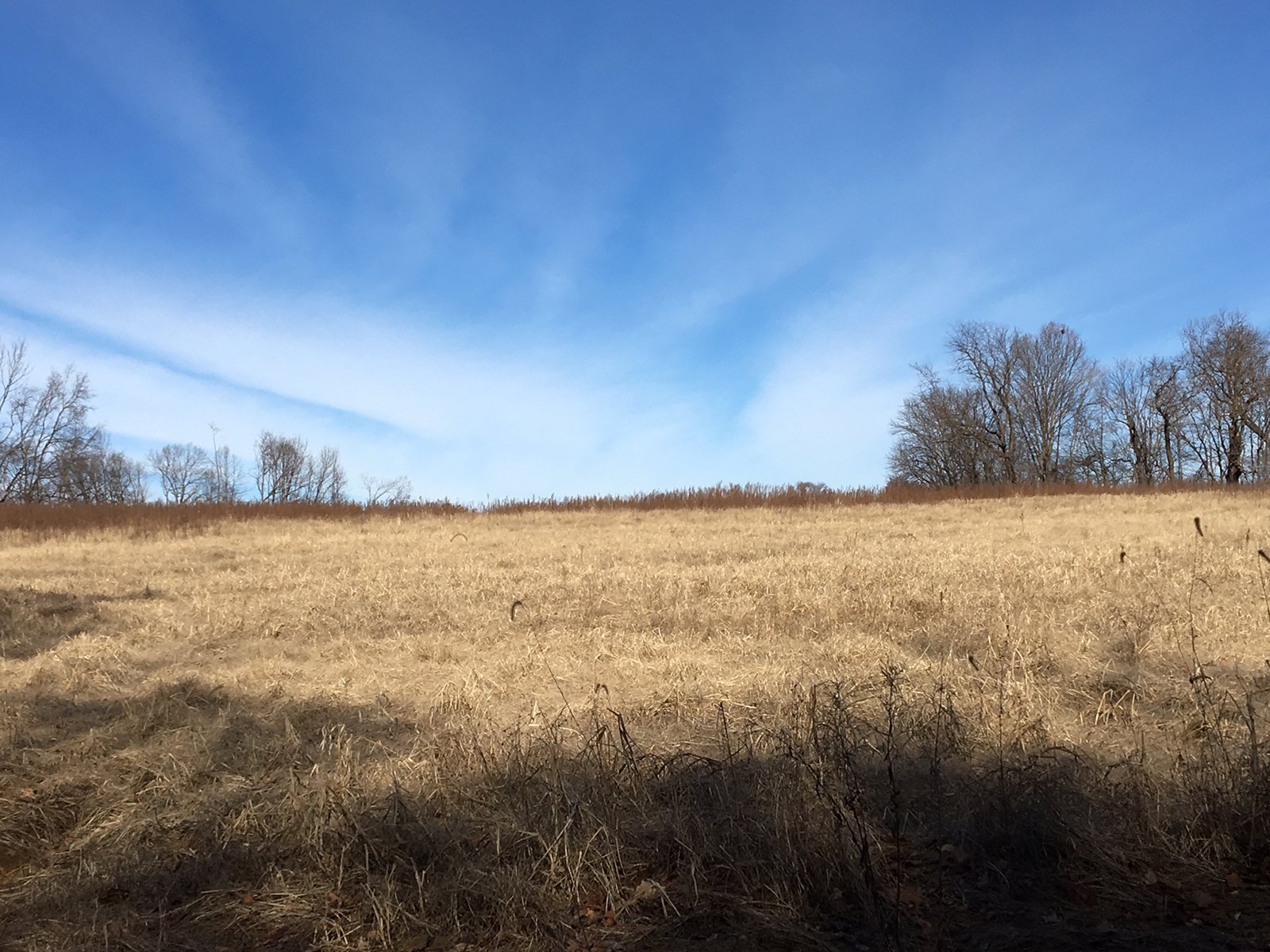 Gibson & Pike Counties, Indiana Farmland - AUCTION IS CANCELED!!
ABSOLUTE LAND AUCTION WITHOUT RESERVE - 204+/- ACRES OFFERED IN 7 TRACTS IN GIBSON & PIKE COUNTIES, INDIANA