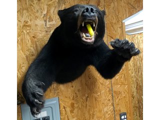 Bear Harvested on Neighboring Property - LAND AUCTION - 304+/- ACRES OFFERED IN 4 TRACTS IN LOGAN COUNTY, OHIO