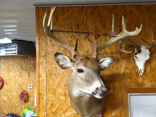 Deer Harvested on Nov. 2015 - LAND AUCTION - 304+/- ACRES OFFERED IN 4 TRACTS IN LOGAN COUNTY, OHIO
