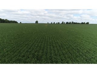 Vermillion County, Illinois Farmland - IMPORTANT FARMLAND & WIND INCOME AUCTION - 874+/- ACRES OFFERED IN 16 TRACTS WITH 6 FARMS IN VERMILION COUNTY, ILLINOIS