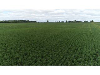 Vermillion County, Illinois Farmland - IMPORTANT FARMLAND & WIND INCOME AUCTION - 874+/- ACRES OFFERED IN 16 TRACTS WITH 6 FARMS IN VERMILION COUNTY, ILLINOIS