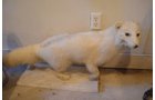 Property photo 123 - PERSONAL PROPERTY AUCTION IN ALLEN COUNTY, INDIANA