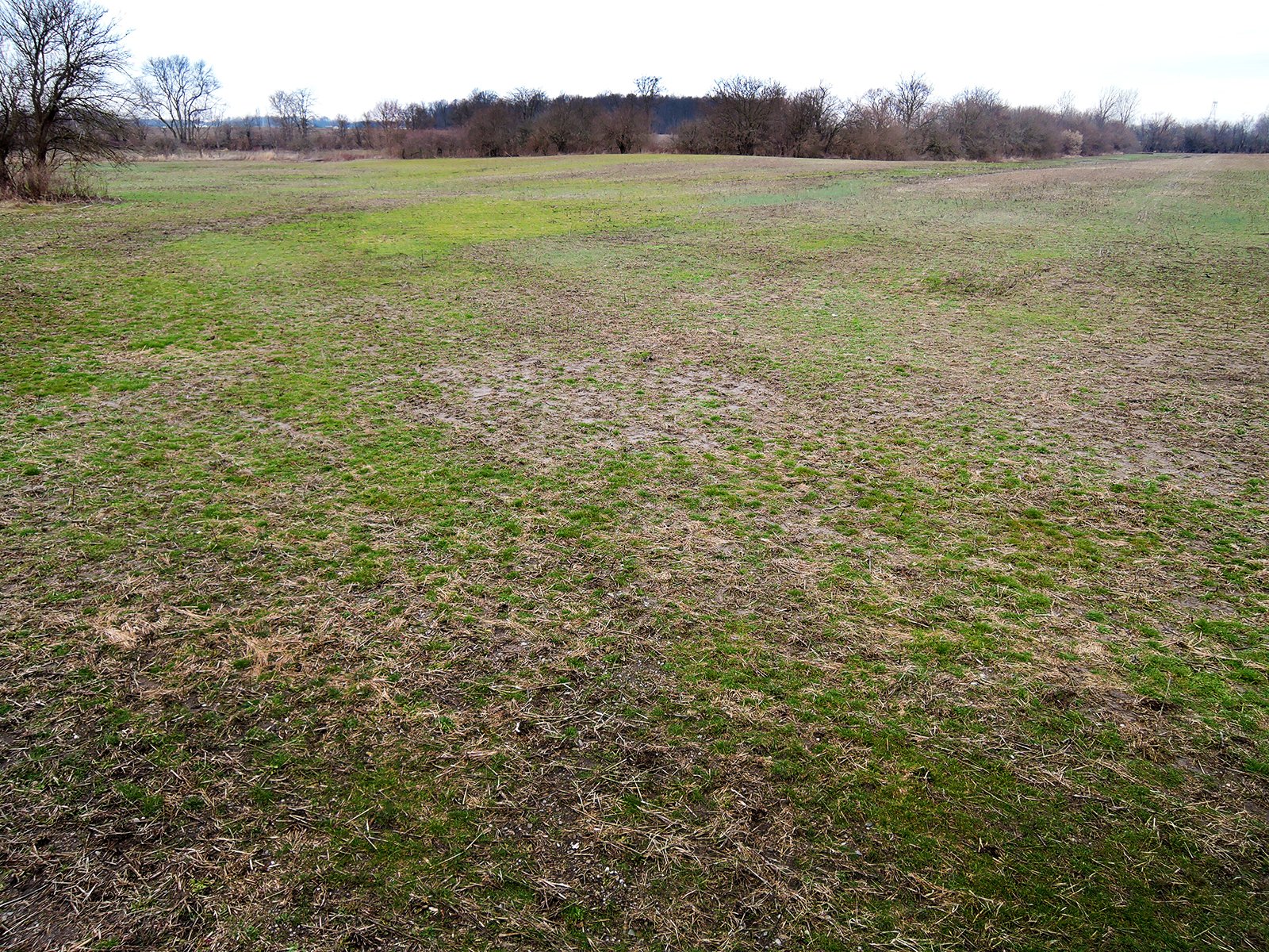 Property photo 6 - AUCTION IS CANCELED!!
LAND AUCTION - 33+/- ACRES IN 1 TRACT IN HENRY COUNTY, INDIANA