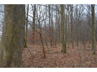 Allen County, Indiana Woods - *** AUCTION RESCHEDULED *** SIMULCAST PHONE BID & ONLINE FARMLAND AUCTION - 62.5+/- ACRES OFFERED IN 4 TRACTS IN ALLEN COUNTY, INDIANA
