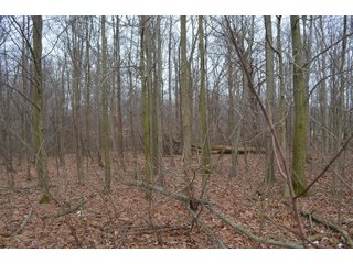 Allen County, Indiana Woods - *** AUCTION RESCHEDULED *** SIMULCAST PHONE BID & ONLINE FARMLAND AUCTION - 62.5+/- ACRES OFFERED IN 4 TRACTS IN ALLEN COUNTY, INDIANA