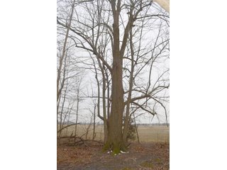 Allen County, Indiana Woods - *** AUCTION RESCHEDULED *** SIMULCAST PHONE BID & ONLINE FARMLAND AUCTION - 62.5+/- ACRES OFFERED IN 4 TRACTS IN ALLEN COUNTY, INDIANA