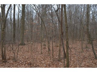 Allen County, Indiana Woods - *** AUCTION RESCHEDULED *** SIMULCAST PHONE BID & ONLINE FARMLAND AUCTION - 62.5+/- ACRES OFFERED IN 4 TRACTS IN ALLEN COUNTY, INDIANA
