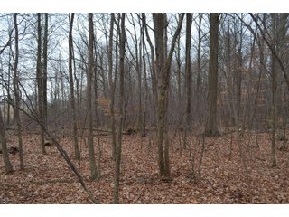 Allen County, Indiana Woods - *** AUCTION RESCHEDULED *** SIMULCAST PHONE BID & ONLINE FARMLAND AUCTION - 62.5+/- ACRES OFFERED IN 4 TRACTS IN ALLEN COUNTY, INDIANA