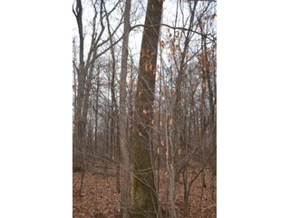 Allen County, Indiana Woods - *** AUCTION RESCHEDULED *** SIMULCAST PHONE BID & ONLINE FARMLAND AUCTION - 62.5+/- ACRES OFFERED IN 4 TRACTS IN ALLEN COUNTY, INDIANA