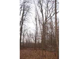 Allen County, Indiana Woods - *** AUCTION RESCHEDULED *** SIMULCAST PHONE BID & ONLINE FARMLAND AUCTION - 62.5+/- ACRES OFFERED IN 4 TRACTS IN ALLEN COUNTY, INDIANA