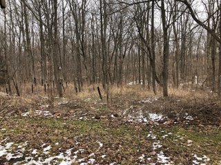 Preble County, Ohio Woods - *** BIDDING WILL BE VIA PHONE OR INTERNET *** LAND AUCTION - 68+/- ACRES OFFERED IN 2 TRACTS IN PREBLE COUNTY, OHIO