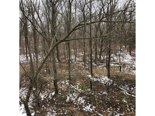 Preble County, Ohio Woods - *** BIDDING WILL BE VIA PHONE OR INTERNET *** LAND AUCTION - 68+/- ACRES OFFERED IN 2 TRACTS IN PREBLE COUNTY, OHIO