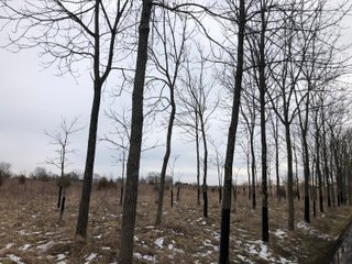 Preble County, Ohio Farmland - *** BIDDING WILL BE VIA PHONE OR INTERNET *** LAND AUCTION - 68+/- ACRES OFFERED IN 2 TRACTS IN PREBLE COUNTY, OHIO