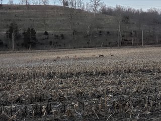 Deer in Franklin County, Indiana - IMPORTANT LAND AUCTION - 250+/- ACRES OFFERED IN 10 TRACTS IN FRANKLIN COUNTY, INDIANA  NEW DATE: WEDNESDAY, JUNE 10TH AT 6PM