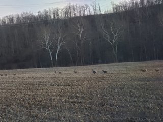 Deer in Franklin County, Indiana - IMPORTANT LAND AUCTION - 250+/- ACRES OFFERED IN 10 TRACTS IN FRANKLIN COUNTY, INDIANA  NEW DATE: WEDNESDAY, JUNE 10TH AT 6PM