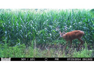 Deer in Franklin County, Indiana - IMPORTANT LAND AUCTION - 250+/- ACRES OFFERED IN 10 TRACTS IN FRANKLIN COUNTY, INDIANA  NEW DATE: WEDNESDAY, JUNE 10TH AT 6PM