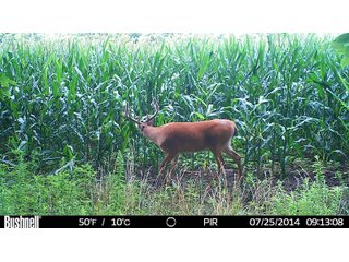 Deer in Franklin County, Indiana - IMPORTANT LAND AUCTION - 250+/- ACRES OFFERED IN 10 TRACTS IN FRANKLIN COUNTY, INDIANA  NEW DATE: WEDNESDAY, JUNE 10TH AT 6PM