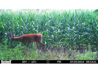 Deer in Franklin County, Indiana - IMPORTANT LAND AUCTION - 250+/- ACRES OFFERED IN 10 TRACTS IN FRANKLIN COUNTY, INDIANA  NEW DATE: WEDNESDAY, JUNE 10TH AT 6PM