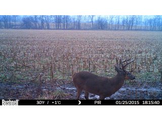 Deer in Franklin County, Indiana - IMPORTANT LAND AUCTION - 250+/- ACRES OFFERED IN 10 TRACTS IN FRANKLIN COUNTY, INDIANA  NEW DATE: WEDNESDAY, JUNE 10TH AT 6PM