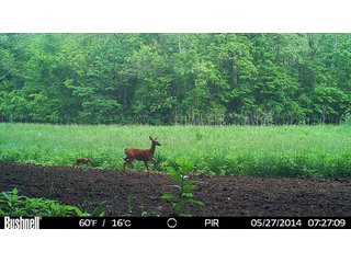 Deer in Franklin County, Indiana - IMPORTANT LAND AUCTION - 250+/- ACRES OFFERED IN 10 TRACTS IN FRANKLIN COUNTY, INDIANA  NEW DATE: WEDNESDAY, JUNE 10TH AT 6PM