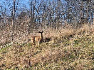 Deer in Franklin County, Indiana - IMPORTANT LAND AUCTION - 250+/- ACRES OFFERED IN 10 TRACTS IN FRANKLIN COUNTY, INDIANA  NEW DATE: WEDNESDAY, JUNE 10TH AT 6PM