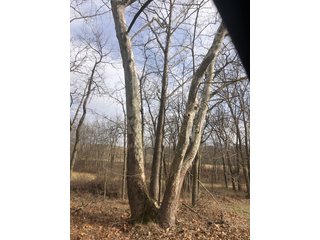 Woods in Franklin County, Indiana - IMPORTANT LAND AUCTION - 250+/- ACRES OFFERED IN 10 TRACTS IN FRANKLIN COUNTY, INDIANA  NEW DATE: WEDNESDAY, JUNE 10TH AT 6PM