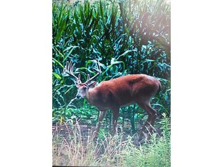 Deer in Franklin County, Indiana - IMPORTANT LAND AUCTION - 250+/- ACRES OFFERED IN 10 TRACTS IN FRANKLIN COUNTY, INDIANA  NEW DATE: WEDNESDAY, JUNE 10TH AT 6PM