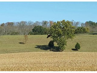 Eagle in Franklin County, Indiana - IMPORTANT LAND AUCTION - 250+/- ACRES OFFERED IN 10 TRACTS IN FRANKLIN COUNTY, INDIANA  NEW DATE: WEDNESDAY, JUNE 10TH AT 6PM