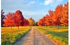 White County, Indiana Land - *** BIDDING WILL BE VIA PHONE OR INTERNET *** LAND AUCTION - 14.803+/- ACRES IN 1 TRACT IN WHITE COUNTY, INDIANA
