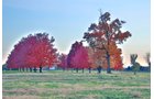 White County, Indiana Land - *** BIDDING WILL BE VIA PHONE OR INTERNET *** LAND AUCTION - 14.803+/- ACRES IN 1 TRACT IN WHITE COUNTY, INDIANA