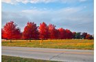 White County, Indiana Land - *** BIDDING WILL BE VIA PHONE OR INTERNET *** LAND AUCTION - 14.803+/- ACRES IN 1 TRACT IN WHITE COUNTY, INDIANA