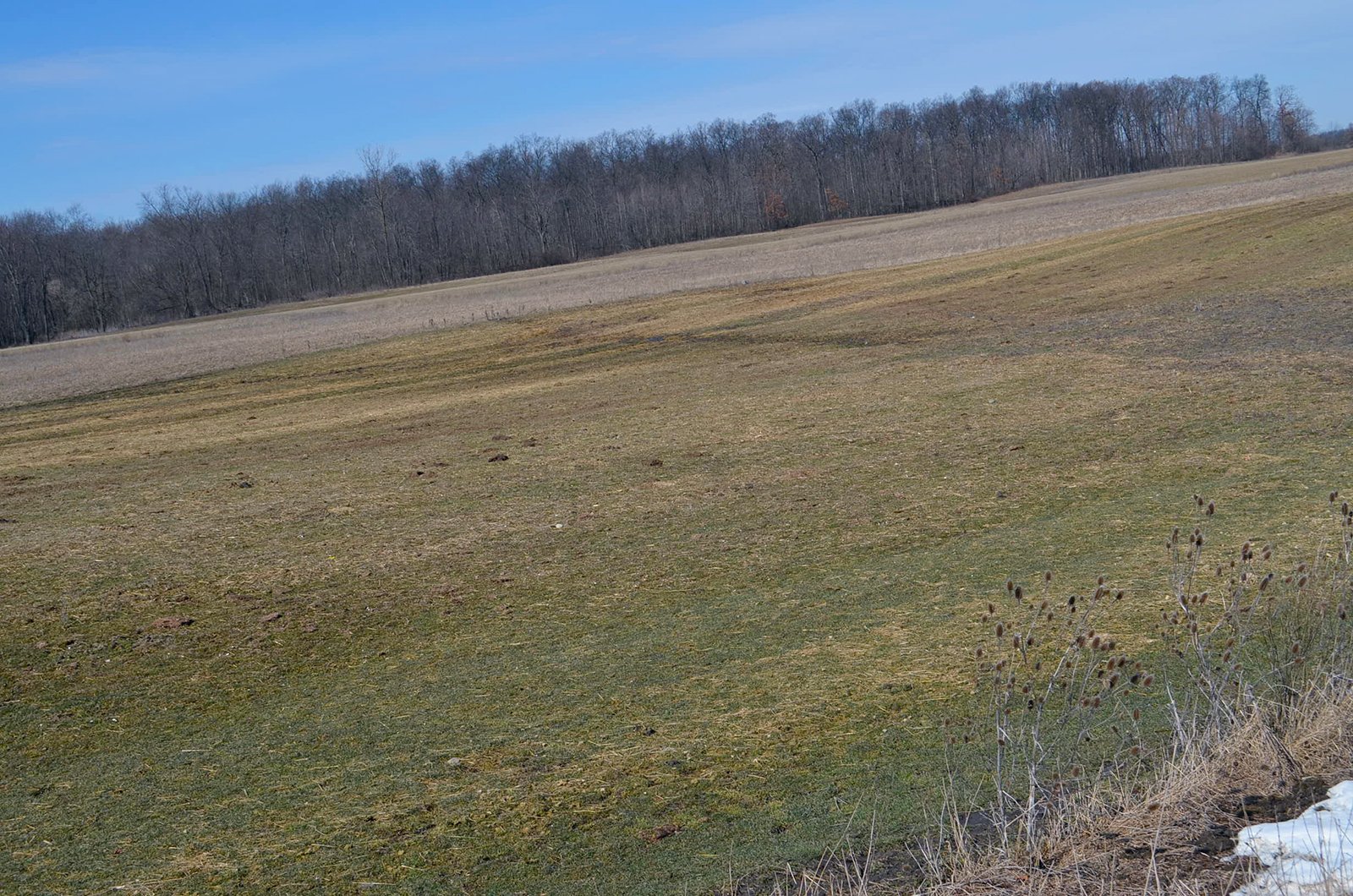 Lenawee County, Michigan Farmland - ** AUCTION HAS BEEN POSTPONED *** FARM AUCTION - 85+/- ACRES OFFERED IN 4 TRACTS IN LENAWEE COUNTY, MICHIGAN