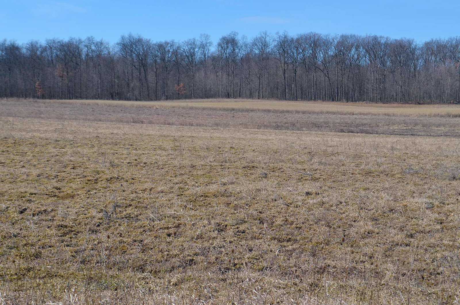 Lenawee County, Michigan Farmland - ** AUCTION HAS BEEN POSTPONED *** FARM AUCTION - 85+/- ACRES OFFERED IN 4 TRACTS IN LENAWEE COUNTY, MICHIGAN
