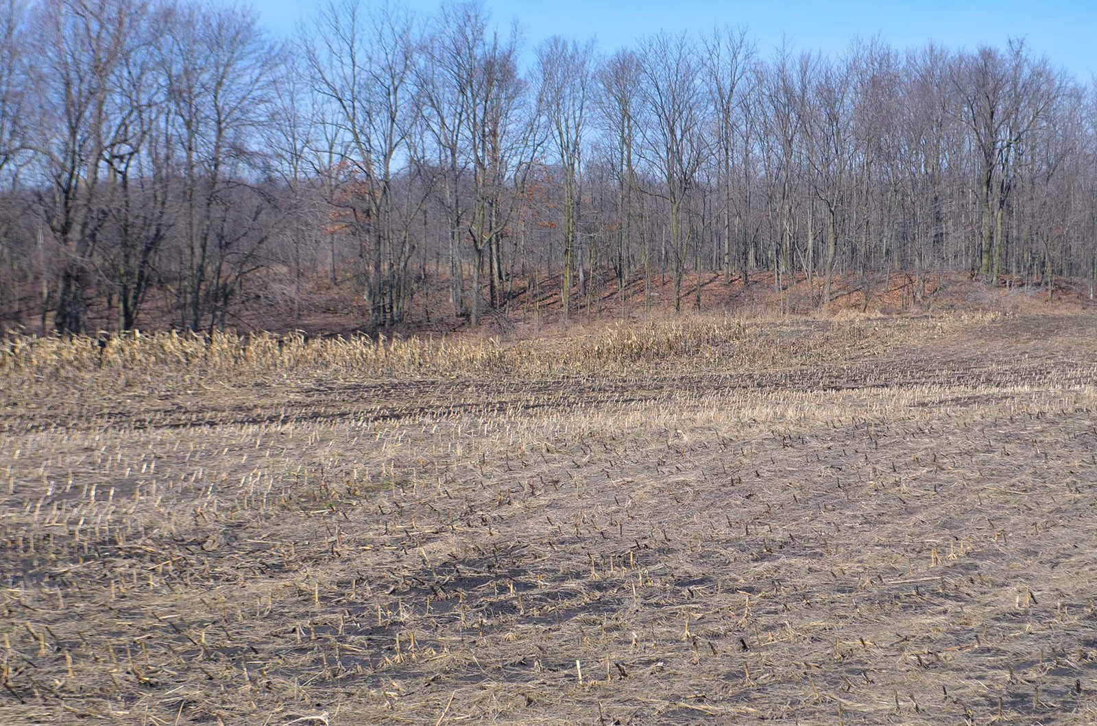 Lenawee County, Michigan Farmland - ** AUCTION HAS BEEN POSTPONED *** FARM AUCTION - 85+/- ACRES OFFERED IN 4 TRACTS IN LENAWEE COUNTY, MICHIGAN