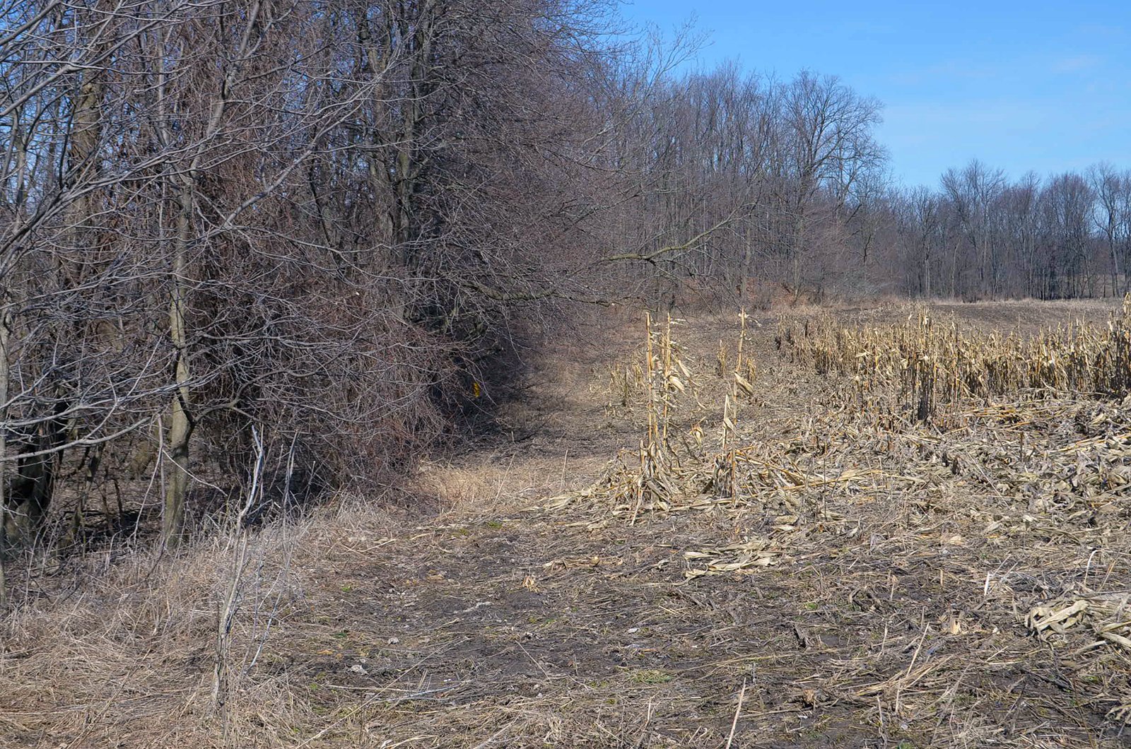 Lenawee County, Michigan Farmland - ** AUCTION HAS BEEN POSTPONED *** FARM AUCTION - 85+/- ACRES OFFERED IN 4 TRACTS IN LENAWEE COUNTY, MICHIGAN