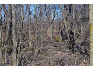 Lenawee County, Michigan Farmland - ** AUCTION HAS BEEN POSTPONED *** FARM AUCTION - 85+/- ACRES OFFERED IN 4 TRACTS IN LENAWEE COUNTY, MICHIGAN