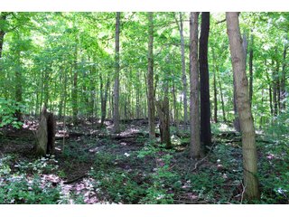 Tract 21 in Wabash County, Indiana - ABSOLUTE REAL ESTATE AUCTION - 20 HOMES, RENTAL PROPERTIES & 19+/- ACRES WITH HOME IN WABASH, WHITLEY & ALLEN COUNTIES, INDIANA