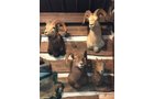 Property photo 12 - ONLINE ONLY PERSONAL PROPERTY AUCTION IN WHITLEY COUNTY, INDIANA