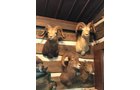 Property photo 13 - ONLINE ONLY PERSONAL PROPERTY AUCTION IN WHITLEY COUNTY, INDIANA