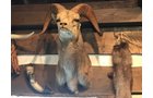 Property photo 7 - ONLINE ONLY PERSONAL PROPERTY AUCTION IN WHITLEY COUNTY, INDIANA